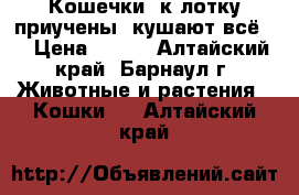 Кошечки, к лотку приучены, кушают всё.  › Цена ­ 500 - Алтайский край, Барнаул г. Животные и растения » Кошки   . Алтайский край